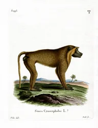 Gul bavian (farvet gravering)