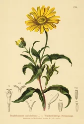 Gult okseøje (Buphthalmum salicifolium)