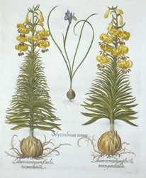 Yellow Turkscap Lily med løg og dværg blåøjet græs, fra Hortus Eystettensis, af Basil Besler (1561-1629), pub. 1613 (håndkoloreret gravering)
