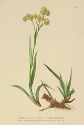 Gul skov-bunke (Luzula lutea)