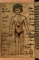 Stjernetegn, der viser hjertets position, fra en samling af bønner og astrologiske figurer