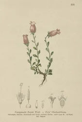 Zois klokkeblomst (Campanula Zoysii)