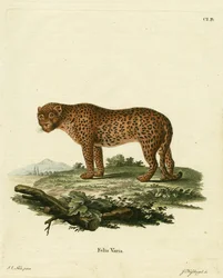panter (farvet gravering)
