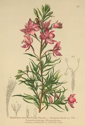 Rosmarinbladet pileklokke (Epilobium rosmarinifolium, Epilobium Dodonaei)