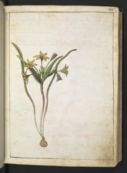 En plante med gule blomster, fra "Paintings of Flora of the Roman States" af Gherardo Cibo, Add MS 22333, f036r, c.1564-84 (akvarel & gouache på papir)
