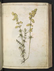 En plante med gult løv, fra "Paintings of Flora of the Roman States" af Gherardo Cibo, Add MS 22333, f076r, c.1564-84 (akvarel & gouache på papir)