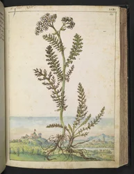 Achillea millefolium: En høj bregnetype plante med hvide blomster, fra "Paintings of Flora of the Roman States" af Gherardo Cibo, Add MS 22333, f114r, c.1564-84 (akvarel & gouache på papir)