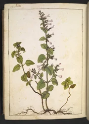 Acinos, Clinopodium: Flerårig træagtig plante med rørformede blomster, fra "Paintings of Flora of the Roman States" af Gherardo Cibo, Tilføj MS 22333, f175v, c.1564-84 (akvarel og gouache på papir)