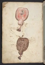 Tilføj MS 22333, Malerier af flora i de romerske stater, ca. 1564-84 (akvarel og gouache på papir)