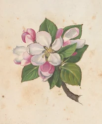 Tilføj MS 22333 f.61r, Blossom, fra 