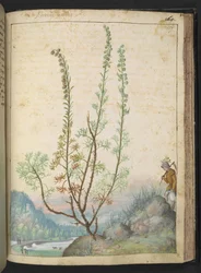 Artemisia abrotanum (southernwood), fra "Paintings of Flora of the Roman States" af Gherardo Cibo, Add MS 22333, f157r, c.1564-84 (akvarel & gouache på papir)