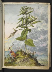 Asclepias, fra "Paintings of Flora of the Roman States" af Gherardo Cibo, Add MS 22333, f027r, c.1564-84 (akvarel og gouache på papir)