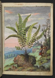 Asplenium trichomanes, fra "Paintings of Flora of the Roman States" af Gherardo Cibo, Add MS 22333, f016r, c.1564-84 (akvarel & gouache på papir)