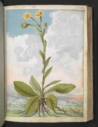 Baccara, fra "Paintings of Flora of the Roman States" af Gherardo Cibo, Add MS 22333, f109r, c.1564-84 (akvarel og gouache på papir)