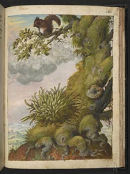 Bryophyte (mos) og et egern, der sidder på grenen af et træ, fra "Paintings of Flora of the Roman States" af Gherardo Cibo, Add MS 22333, f172r, c.1564-84 (akvarel & gouache på papir)