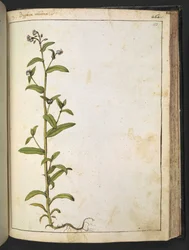 Buglossa, Anchusa azurea (Loddon Royalist), fra "Paintings of Flora of the Roman States" af Gherardo Cibo, Tilføj MS 22333, f153r, c.1564-84 (akvarel og gouache på papir)