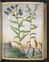Buglossoides purpurocaerulea , fra "Paintings of Flora of the Roman States" af Gherardo Cibo, Add MS 22333, f061r, c.1564-84 (akvarel & gouache på papir)