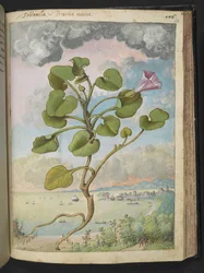 Calystegia soldanella, fra "Paintings of Flora of the Roman States" af Gherardo Cibo, Add MS 22333, f150r, c.1564-84 (akvarel & gouache på papir)