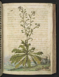 Capsella bursa-pastoris, fra "Paintings of Flora of the Roman States" af Gherardo Cibo, Add MS 22333, f119r, c.1564-84 (akvarel & gouache på papir)
