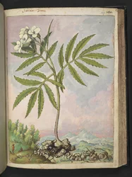 Cardamine heptaphylla, fra "Paintings of Flora of the Roman States" af Gherardo Cibo, Add MS 22333, f127r, c.1564-84 (akvarel & gouache på papir)