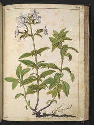 Caryophyllaceae (Sæbeurt): en slægt af blomstrende planter i den lyserøde familie, fra "Paintings of Flora of the Roman States" af Gherardo Cibo, Add MS 22333, f164r, c.1564-84 (akvarel og gouache på papir)