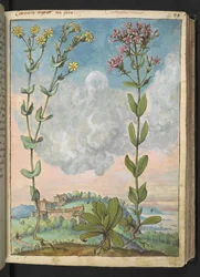 Centaurium erythraea, fra "Paintings of Flora of the Roman States" af Gherardo Cibo, Add MS 22333, f042r, c.1564-84 (akvarel & gouache på papir)