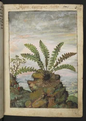 Ceterach officinarum, fra "Paintings of Flora of the Roman States" af Gherardo Cibo, Add MS 22333, f013r, c.1564-84 (akvarel & gouache på papir)