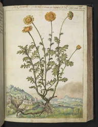 Cota tinctoria, fra "Paintings of Flora of the Roman States" af Gherardo Cibo, Add MS 22333, f106r, c.1564-84 (akvarel & gouache på papir)