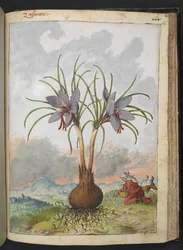 Crocus sativus (Safran), fra "Paintings of Flora of the Roman States" af Gherardo Cibo, Add MS 22333, f160r, c.1564-84 (akvarel & gouache på papir)
