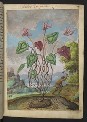 Cyclamen Hederifolium, fra "Malerier af Flora of the Roman States" af Gherardo Cibo, Tilføj MS 22333, F012R, c.1564-84 (Watercolor & Gouache på papir)