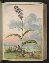 Dactylorhiza fuchsii, fra "Paintings of Flora of the Roman States" af Gherardo Cibo, Add MS 22333, f065r, c.1564-84 (akvarel & gouache på papir)