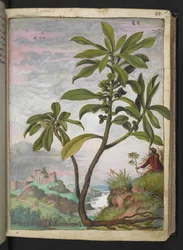 Daphne laureola, fra "Paintings of Flora of the Roman States" af Gherardo Cibo, Add MS 22333, f037r, c.1564-84 (akvarel & gouache på papir)