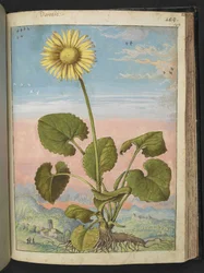 Doronicum austriacum: En plante med en gul blomst, fra "Paintings of Flora of the Roman States" af Gherardo Cibo, Add MS 22333, f147r, c.1564-84 (akvarel & gouache på papir)