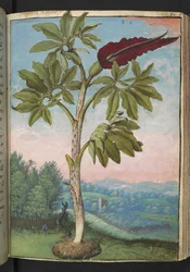 Dracunculus vulgaris, fra "Paintings of Flora of the Roman States" af Gherardo Cibo, Tilføj MS 22333, f054r, c.1564-84 (akvarel og gouache på papir)