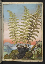 Dryopteris filix mas: En bregne, fra "Paintings of Flora of the Roman States" af Gherardo Cibo, Tilføj MS 22333, f019r, c.1564-84 (akvarel & gouache på papir)
