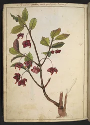 Euonymus europaeus (europæisk spindel): en plante med røde kronblade, fra "Paintings of Flora of the Roman States" af Gherardo Cibo, Add MS 22333, f183v, c.1564-84 (akvarel & gouache på papir)
