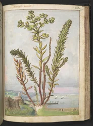 Euphorbia paralias, fra "Paintings of Flora of the Roman States" af Gherardo Cibo, Add MS 22333, f155r, c.1564-84 (akvarel & gouache på papir)