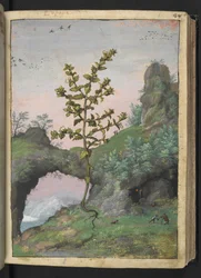 Euphrasia officinalis, fra "Paintings of Flora of the Roman States" af Gherardo Cibo, Tilføj MS 22333, f041r, c.1564-84 (akvarel og gouache på papir)