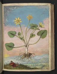 Ficaria verna, fra "Paintings of Flora of the Roman States" af Gherardo Cibo, Add MS 22333, f091r, c.1564-84 (akvarel og gouache på papir)