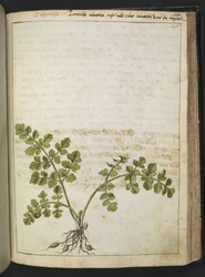 Filipendula, fra "Paintings of Flora of the Roman States" af Gherardo Cibo, Add MS 22333, f145r, c.1564-84 (akvarel og gouache på papir)