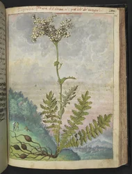 Filipendula vulgari, fra "Paintings of Flora of the Roman States" af Gherardo Cibo, Add MS 22333, f146r, c.1564-84 (akvarel & gouache på papir)