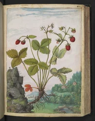 Fragaria vesca, fra "Paintings of Flora of the Roman States" af Gherardo Cibo, Add MS 22333, f082r, c.1564-84 (akvarel & gouache på papir)