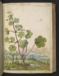 Geranium rotundifolium: En plante med lyserøde blomster. , fra "Paintings of Flora of the Roman States" af Gherardo Cibo, Add MS 22333, f098r, c.1564-84 (akvarel & gouache på papir)