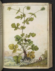 Geum urbanum, fra "Paintings of Flora of the Roman States" af Gherardo Cibo, Add MS 22333, f103r, c.1564-84 (akvarel & gouache på papir)