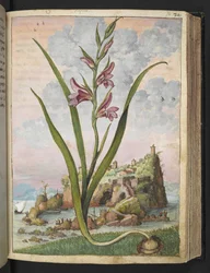 Gladiolus Italicus, fra "Paintings of Flora of the Roman States" af Gherardo Cibo, Add MS 22333, f072r, c.1564-84 (akvarel & gouache på papir)