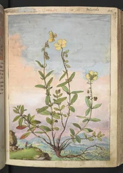 Helianthemum nummularium, fra "Paintings of Flora of the Roman States" af Gherardo Cibo, Add MS 22333, f055r, c.1564-84 (akvarel & gouache på papir)