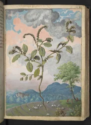 Heliotropium europeanum, fra "Paintings of Flora of the Roman States" af Gherardo Cibo, Add MS 22333, f044r, c.1564-84 (akvarel & gouache på papir)