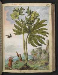Helleborus viridis, fra "Paintings of Flora of the Roman States" af Gherardo Cibo, Add MS 22333, f095r, c.1564-84 (akvarel & gouache på papir)