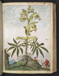 Helleborus foetidus, fra "Paintings of Flora of the Roman States" af Gherardo Cibo, Add MS 22333, f089r, c.1564-84 (akvarel & gouache på papir)