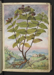 Hypericum hircinum, fra "Paintings of Flora of the Roman States" af Gherardo Cibo, Add MS 22333, f034r, c.1564-84 (akvarel & gouache på papir)